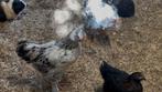 Jonge kippen te koop, Dieren en Toebehoren, Meerdere dieren