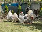 Brahma 1 hen, 3 grote kuikens, Poule ou poulet