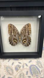 Cadre caligo (papillon hibou ) neuf, Enlèvement, Comme neuf