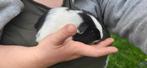 Jeune Cobaye mâle shelty, Dieren en Toebehoren, Mannelijk, Cavia