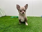 Chihuahua pups, Dieren en Toebehoren, Honden | Chihuahua's en Gezelschapshonden, België, 8 tot 15 weken, CDV (hondenziekte), Meerdere