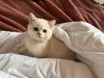 kitten Britse korthaar, Dieren en Toebehoren, Poes, Gechipt, 0 tot 2 jaar