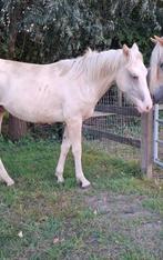 Quarter hengst, Dieren en Toebehoren, Pony's, Hengst