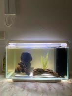 Aquarium met filter,vissen, Dieren en Toebehoren, Ophalen, Zo goed als nieuw