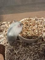 Lieve Russische dwerghamster  laatste mannetje, Dieren en Toebehoren, Knaagdieren, Hamster, Juni, Mannelijk, Tam