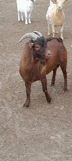 te huur dekbok "Colin van 't kruisemhofke", Dieren en Toebehoren, Schapen, Geiten en Varkens, Mannelijk, Geit, 0 tot 2 jaar