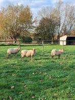 Houtlander ooien, Dieren en Toebehoren, Schapen, Geiten en Varkens