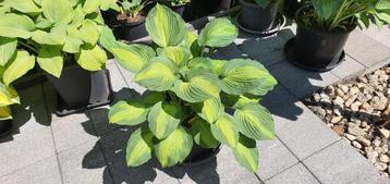 Hosta Captain Kirk Vraagprijs 30 euro beschikbaar voor biedingen