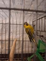 Un bon màl tarain bagué 2025 bon chanteur, Enlèvement ou Envoi