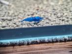 Neocaridina Blue Dream - Blauwe Garnalen, Dieren en Toebehoren, Vissen | Aquariumvissen, Kreeft, Krab of Garnaal, Zoetwatervis