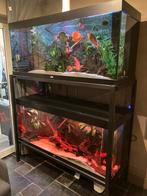 Aquariulstelling 2x juwel 450, Enlèvement, Comme neuf, Aquarium d'eau douce rempli