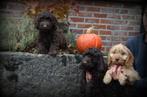 Cockapoo pups, Dieren en Toebehoren, België, Overige rassen, CDV (hondenziekte), 8 tot 15 weken