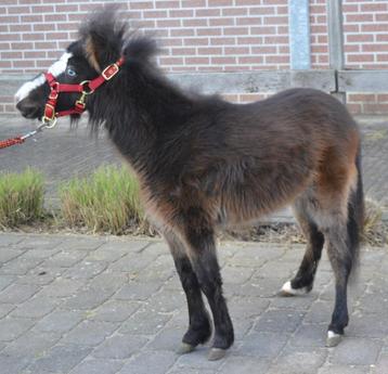 mini paardje hengst, Dieren en Toebehoren, Hengst, Niet van toepassing, Gechipt, 0 tot 2 jaar