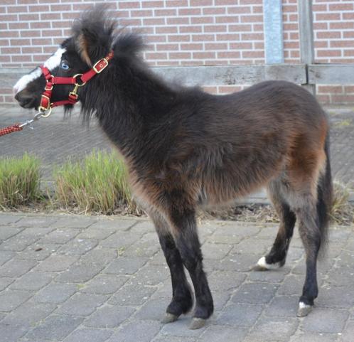mini paardje hengst, Dieren en Toebehoren, Pony's, Hengst, Niet van toepassing, 0 tot 2 jaar, Gechipt, Ontwormd, Ingeënt