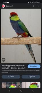 Homme à casquette rouge recherché, Animaux & Accessoires, Oiseaux | Perruches & Perroquets