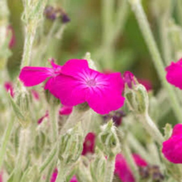 Lychnis Coronarius, Tuin en Terras, Planten | Tuinplanten, Halfschaduw, Ophalen