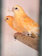 Roodrugparkieten, roodruggen, roodrugparkiet, roodrug 2025, Plusieurs animaux, Perruche, Bagué