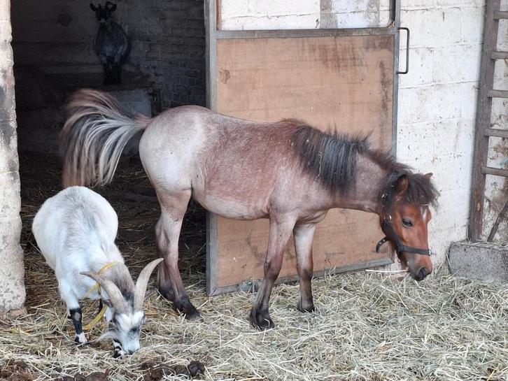 Plusieurs shetland a vendre, Dieren en Toebehoren, Pony's, Meerdere dieren, Zadelmak, A pony (tot 1.17m), 7 tot 10 jaar, Gechipt