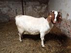 Boergeit mieke stamboek, Femelle, Chèvre, 3 à 5 ans