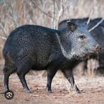 Pecari tajacu  varken, Meerdere dieren, Varken, 0 tot 2 jaar