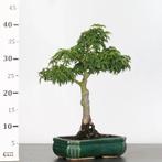 Bonsai Acer Palmatum Shishigashira - Très Rare, Enlèvement ou Envoi