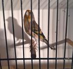 Distelvink x Kanarie, Dieren en Toebehoren, Vogels | Overige Vogels
