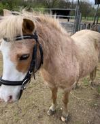 Paardrij lesjes, Dieren en Toebehoren, Paarden