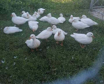 Croaker néerlandais  disponible aux enchères