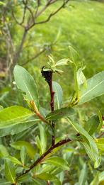 Salix gracilistyla melanostachys / wilg met zwarte katjes, Tuin en Terras, Ophalen