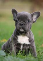 Franse Bulldog, Dieren en Toebehoren, Honden | Bulldogs, Pinschers en Molossers, België, CDV (hondenziekte), 8 tot 15 weken, Bulldog