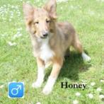 "Honey" Sheltie mâle, à la recherche d'un foyer chaleureux, Animaux & Accessoires, Chiens | Bergers & Bouviers, Un chien, Étranger