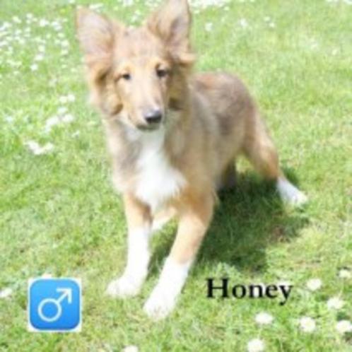 "Honey" Sheltie reutje, opzoek naar een warme thuis, Dieren en Toebehoren, Honden | Herdershonden en Veedrijvers, Reu, Overige rassen