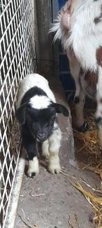 Dwerggeitje met lammetjes, Chèvre, Plusieurs animaux, 0 à 2 ans