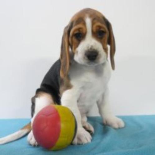 Beagle - Chiots à vendre (Belges), Animaux & Accessoires, Chiens | Beagles, Bassets & Chiens courants, Plusieurs animaux, Beagle