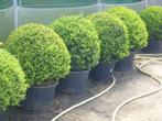 buxus bollen 60:70:80:90 cm van kweker !! juiste advies !!, Tuin en Terras, Ophalen, Buxus