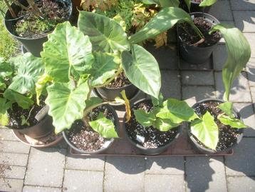 Alocasia 'Low Raider' beschikbaar voor biedingen