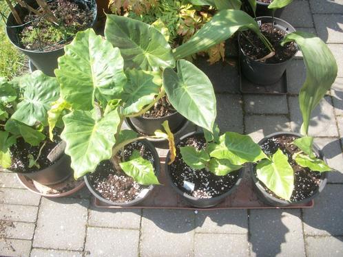 Alocasia 'Low Raider', Huis en Inrichting, Kamerplanten, Overige soorten, Minder dan 100 cm, Halfschaduw, Ophalen