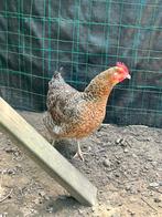 Bielefelder kip, Poule ou poulet