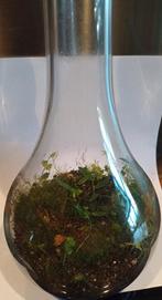 plant in pot micro ecosysteem, Ophalen, Bodembedekkers, Vaste plant, Bloeit niet