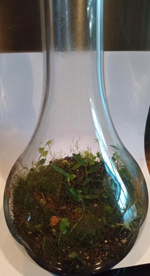 plant in pot micro ecosysteem, Tuin en Terras, Planten | Tuinplanten, Vaste plant, Bodembedekkers, Volledige schaduw, Bloeit niet