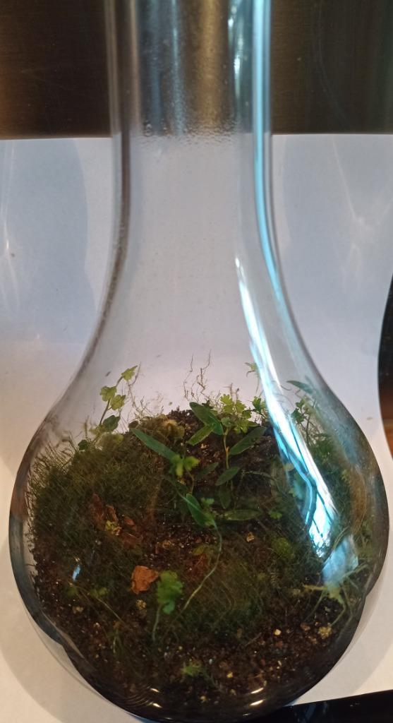 plant in pot micro ecosysteem, Tuin en Terras, Planten | Tuinplanten, Vaste plant, Bodembedekkers, Volledige schaduw, Bloeit niet
