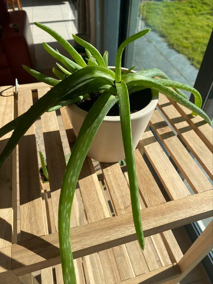 Aloe vera + petites pouces, Huis en Inrichting, Kamerplanten, Ophalen