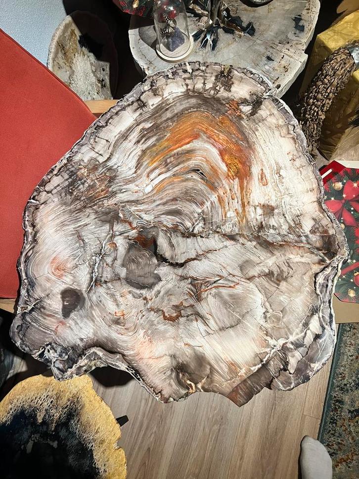 spectaculaire plak versteendhout verbluffend petrified wood, Verzamelen, Mineralen en Fossielen, Ophalen of Verzenden