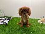 Cavalier King Charles Spaniel pups, België, 8 tot 15 weken, CDV (hondenziekte), Meerdere