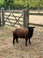 Bruin schaap ram, Schaap