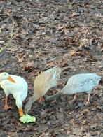 Loopeenden, Dieren en Toebehoren, Vrouwelijk, Tam