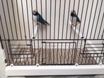 Gouldamadine, Mannelijk, Tropenvogel