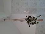 Macrame hangers met pot en hangplanten, Huis en Inrichting, Ophalen
