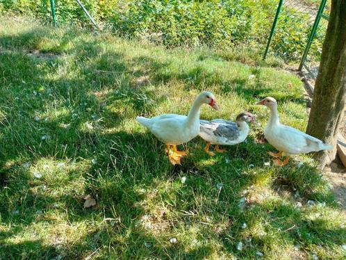 Barbarie eend, Dieren en Toebehoren, Pluimvee, Eend, Vrouwelijk