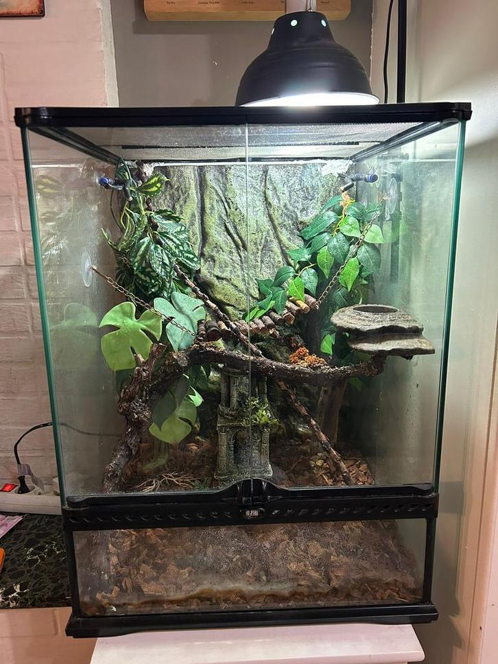 Reptielen terrarium, Dieren en Toebehoren, Reptielen en Amfibieën | Toebehoren, Zo goed als nieuw, Ophalen of Verzenden